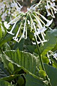 NICOTIANA SYLVESTRIS ONLY THE LONELY