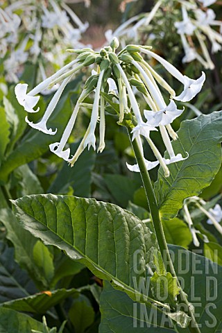 NICOTIANA_SYLVESTRIS_ONLY_THE_LONELY