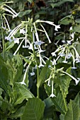 NICOTIANA SYLVESTRIS ONLY THE LONELY