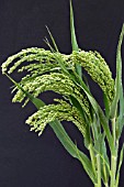 PANICUM MILIACEUM