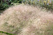 PANICUM VIRGATUM FROSTED EXPLOSION