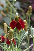 RATIBITA COLUMNIFERA RED MIDGET