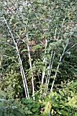 RUBUS THIBETANUS SILVER FERN