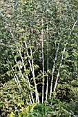 RUBUS THIBETANUS SILVER FERN