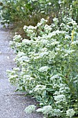 SEDUM AUTUMN CHARM  & AMMI MAJUS