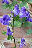 ACONITUM AUSTROYUNNANENSE