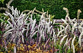 ACTAEA SIMPLEX ATROPURPUREA GROUP