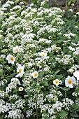 AGERATINA ALTISSIMA AND ANEMONE HONORINE JOUBERT