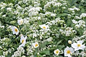 AGERATINA ALTISSIMA AND ANEMONE HONORINE JOUBERT