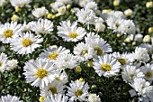 ASTER AMELLUS GIRASOL