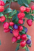 CAPSICUM ANNUUM LOCO F1