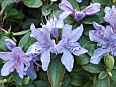 RHODODENDRON,  BLUE DIAMOND