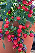 CAPSICUM ANNUUM LOCO F1