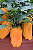 CAPSICUM ANNUUM MOHAWK F1