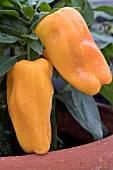 CAPSICUM ANNUUM MOHAWK F1