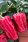 CAPSICUM ANNUUM REDSKIN