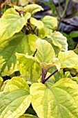 CLERODENDRUM TRICOTOMUM CARNIVAL