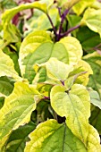 CLERODENDRUM TRICOTOMUM CARNIVAL