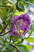 COBEA SCANDENS