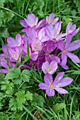 COLCHICUM CILLICUM PURPUREUM