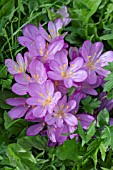 COLCHICUM CILLICUM PURPUREUM