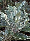 SENECIO GREYII (BRACHYGLOTTIS)