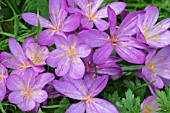 COLCHICUM CILLICUM PURPUREUM