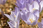 CROCUS PULCHELLUS