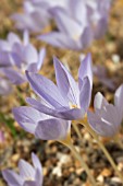 CROCUS PULCHELLUS