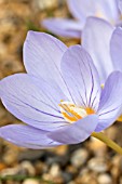 CROCUS PULCHELLUS