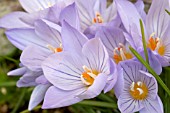 CROCUS PULCHELLUS