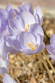 CROCUS PULCHELLUS