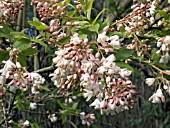 STAPHYLEA HOLOCARPA ROSEA,  BLADDER NUT