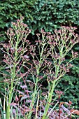 ERYNGIUM PANDANIFOLIUM