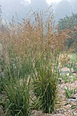 ERAGROSTIS TRICHODES