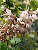 STAPHYLEA HOLOCARPA ROSEA,  BLADDER NUT