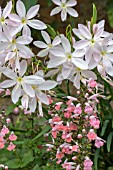 HESPERANTHA COCCINEA FENLAND DAYBREAK