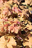 HEUCHERA CARAMEL CORAL BELLS