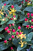 HYPERICUM MAGICAL RED (KOLMRED)