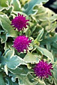 KNAUTIA THUNDER & LIGHTNING