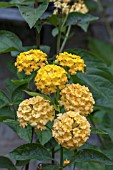 LANTANA CAMARA YELLOW FORM