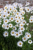 LEUCANTHAMELLA SEROTINE