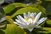 NYMPHAEA CANDIDISSIMA