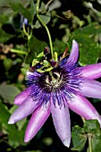 PASSIFLORA RACEMOSA