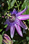 PASSIFLORA RACEMOSA