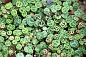 PEPEROMIA PROSTRATA