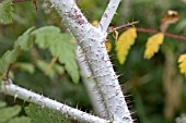 RUBUS THIBETANUS SILVER FERN