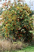 SORBUS COMMIXTA EMBLY