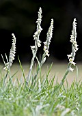 SPIRANTHES SPIRALIS