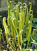 ASPLENIUM (PHYLLITIS) SCOLOPENDRIUM (HARTS TONGUE FERN)